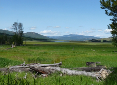 a dead tree lays at the foreground among a lush green field at the foothills of a mountain range