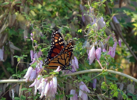 monarch butterfly on purple flowering plant