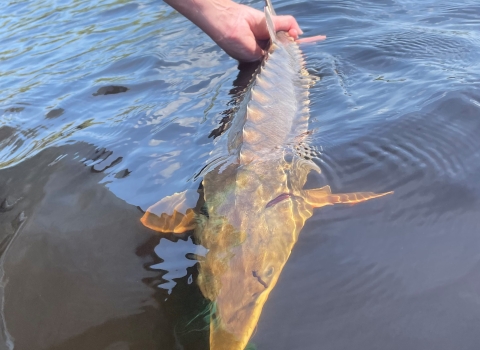 Atlantic sturgeon being released 