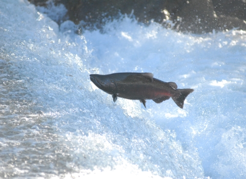 An adult Chinook salmon leaps out of the rushing white water in Pacific Northwest