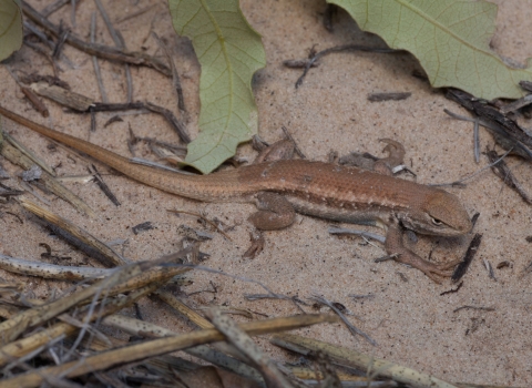 Dunes sagebrush lizard in the sand