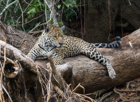 Image of big cat on log