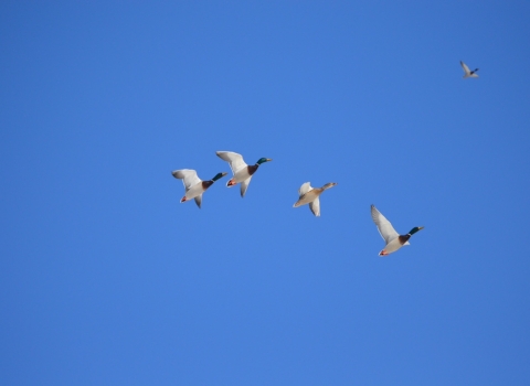 ducks flying