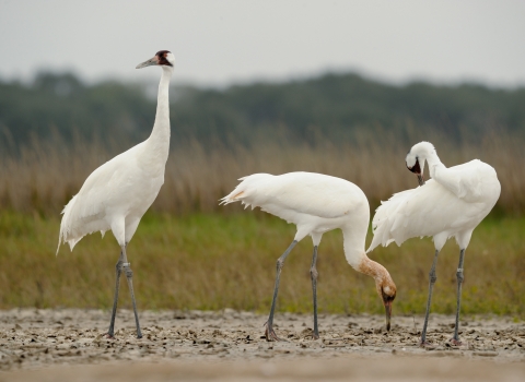 three whooping cranes 