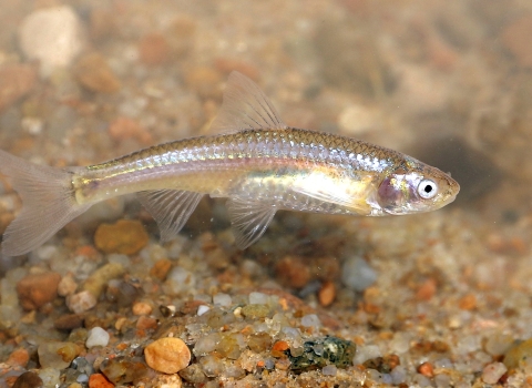 An Arkansas River Shiners swims broadside over coarse, colorful sand.