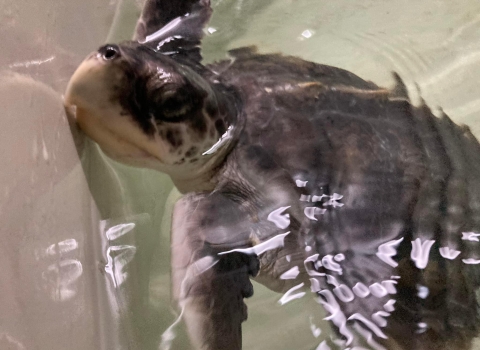 Tally Kemp's Ridley Sea Turtle