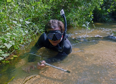 Bill Tate, wildlife biologist for U.S. Fish and Wildlife Service catches an Okaloosa darter in a stream on Eglin Air Force Base, Florida. 