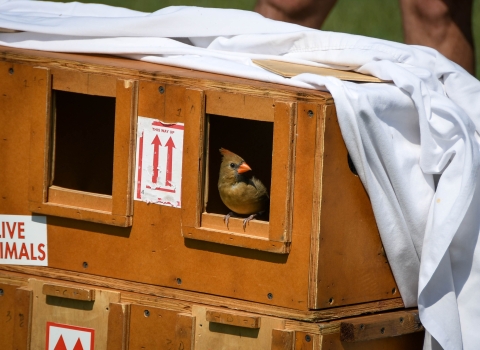 A northern cardinal, one of the species of birds recovered during the investigation into migratory songbird trafficking