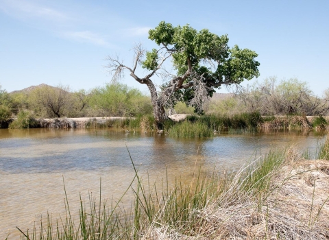 Picture of Quitobaquito spring in Organ Pipe Cactus National Monument