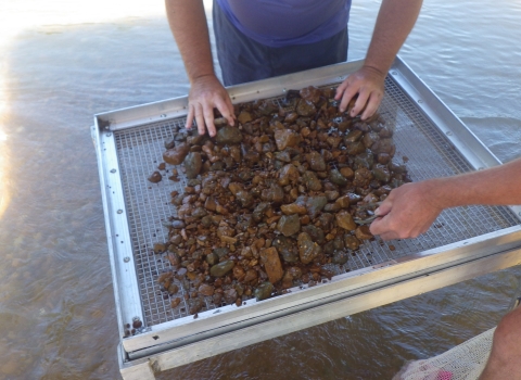 A quadrat worth of sediment in the process of being sifted through in search of freshwater mussels.