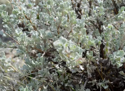 sagebrush up close 