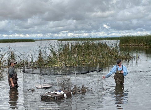 two biologists wading in water to get ducks out of trap