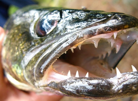 close up of sharp teeth