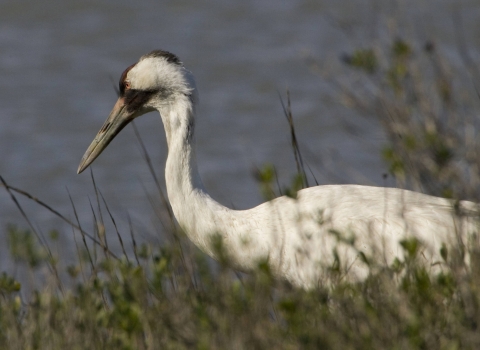 Whooping crane pauses in the vegetation at the Aransas National Wildlife Refuge