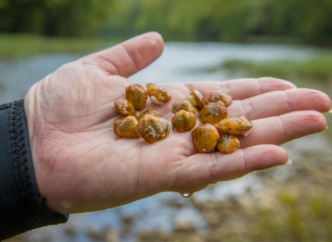 Yellow juvenile Appalachian Monkeyface mussels in the palm on someone's hand 