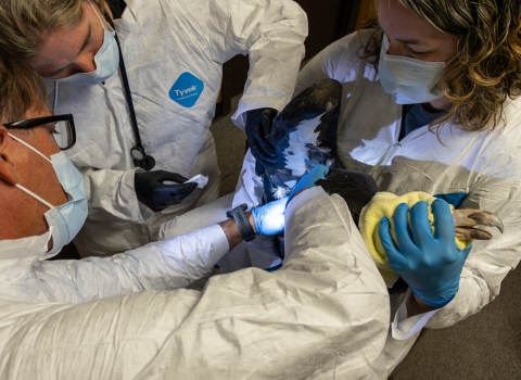 Three people in white tyvek suits and masks hold a large black and white bird, preparing to vaccinate it.