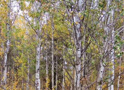 A grove of aspen trees