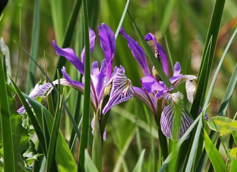 Purple iris flowers blooming