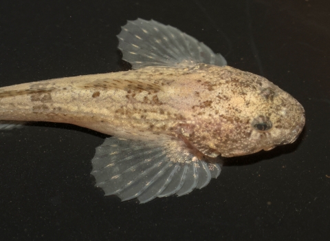 Grotto sculpin underwater