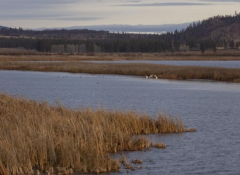 wetland with yellow marsh plants at edge