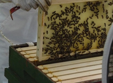 Honeycomb tray lifted by white gloved hands. Honey Bees cover tray. 