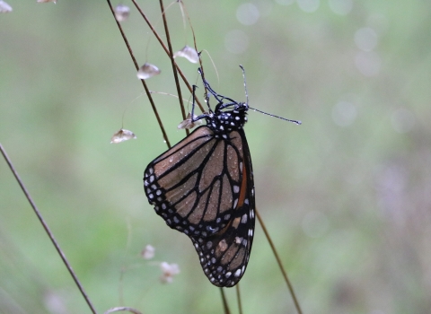 Monarch butterfly lights on a stem as rain drops fall.