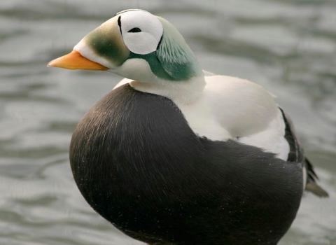 Spectacled eider