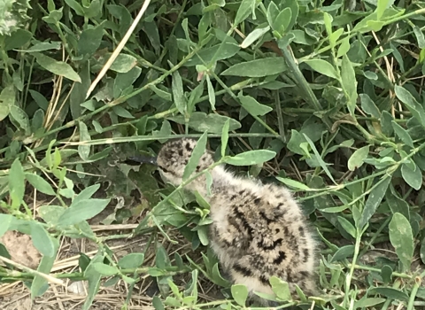 American Avocet chick hiding in the vegetation.