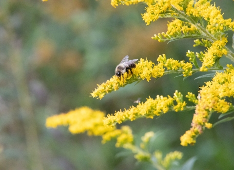 A bumblebee pollinates a golden rod flower.