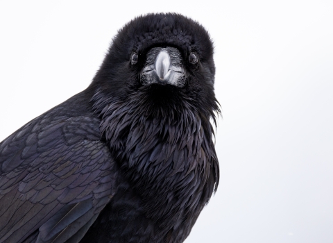 Common raven up close and looking at the camera with a white background