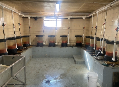 Rainbow trout eggs in hatching jars at Norfork National Fish Hatchery