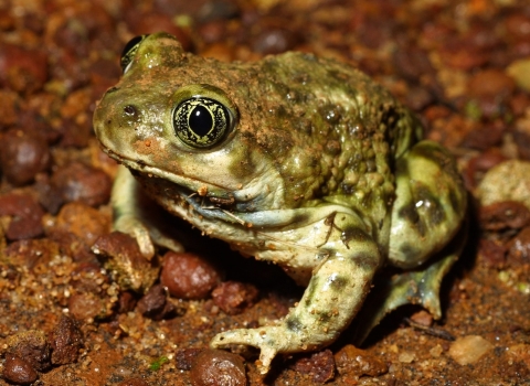 a western spadefoot frog with light and green blotches and vertical slit pupils