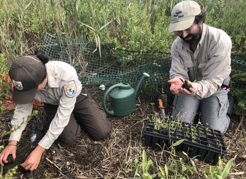 Two people kneel as they place small seedlings in the ground