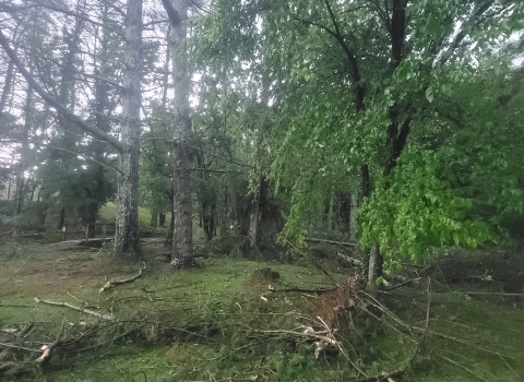 DH Storm damage, June 2023