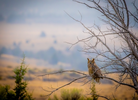 Great horned owl sitting in a tree