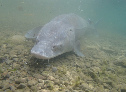 A large gray fish, with a flat head and rounded snout that has long barbels hanging from its nose, rests on a rocky lake bottom.