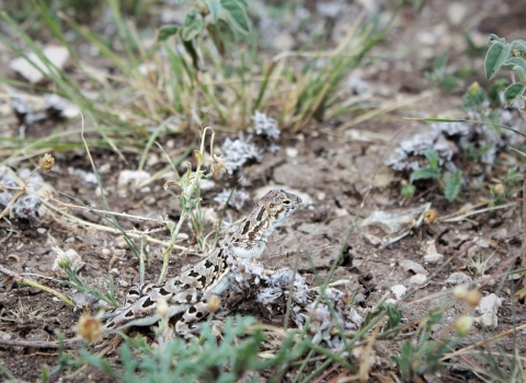 Brown and black spotted lizard in grassy area.