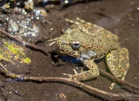 a Foothill yellow-legged frog in a stream