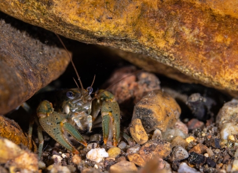 Big creek crayfish nestled under rocks