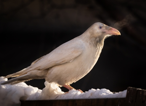 a white bird with blue eyes standing in snow