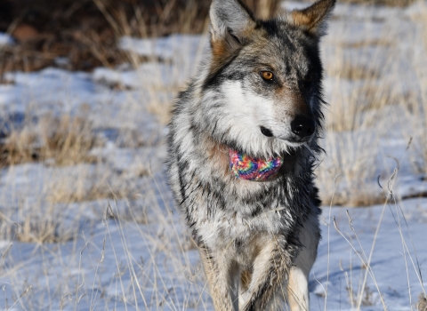 A Mexican wolf stands in snow and grass wearing a brightly colored radio collar.