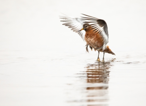 Red phalarope spread its wings