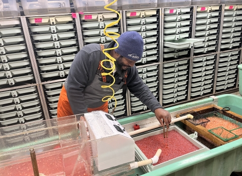 A man using tongs picks out bright orange salmon eggs from a container full of eggs.