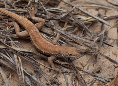 dunes sagebrush lizard crawls over sand and twigs