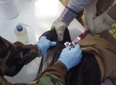 applying a wing tag to a black vulture