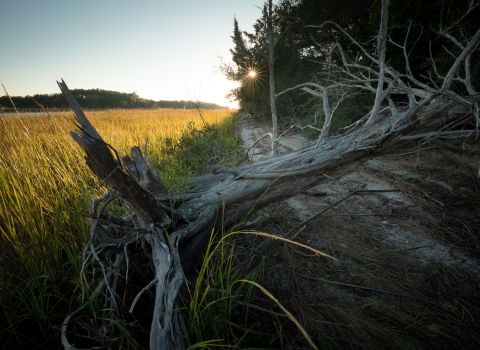 an old tree at the edge of the marsh