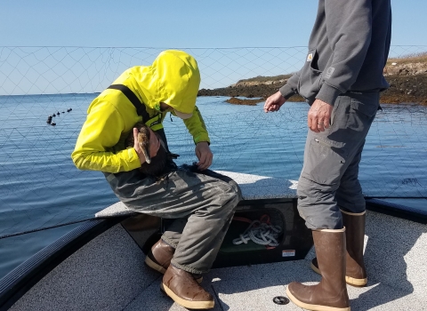 Biologists on a small boat remove common eider hen from mist net.