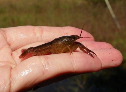 Crayfish in hand