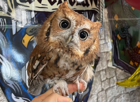 Luna, our owl ambassador, perches on a biologists finger.