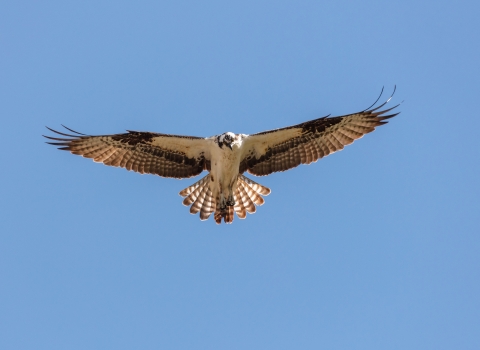 a large black and white bird in flight with outstretched wings